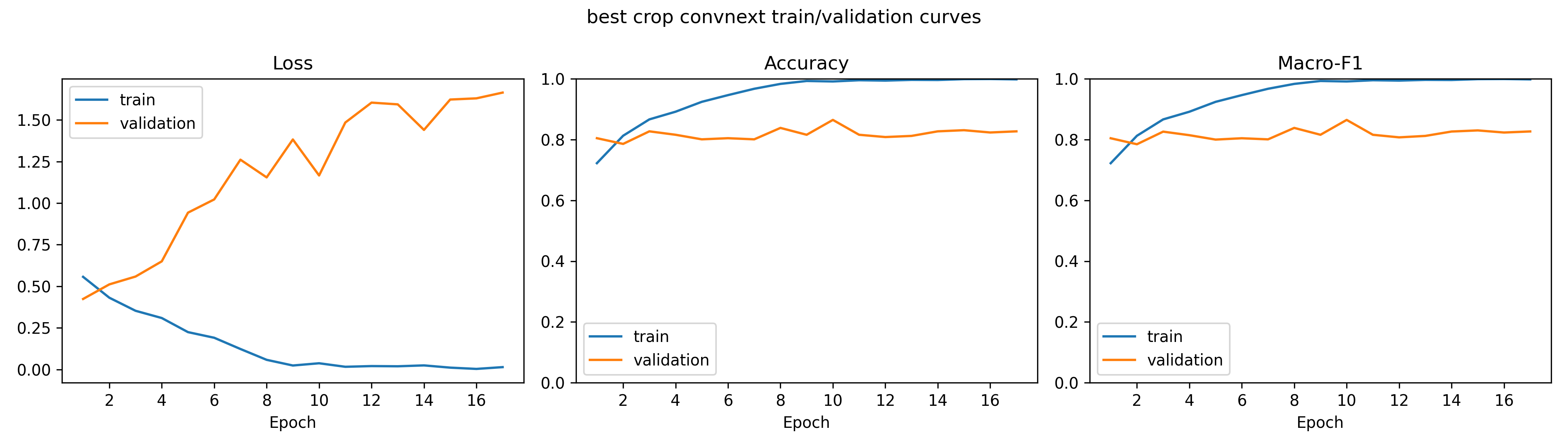 Training and validation curves for the best crop ConvNeXt-Tiny model
