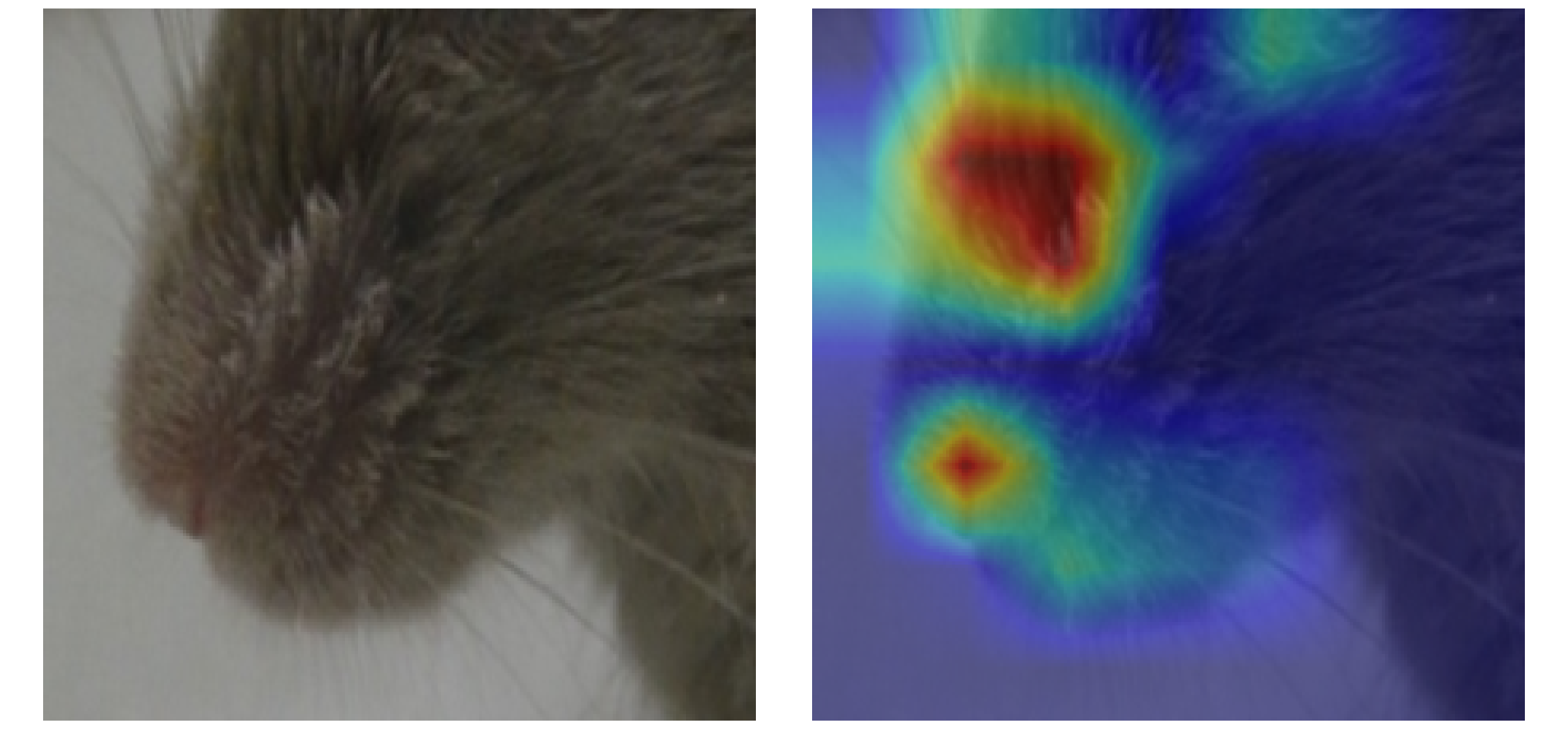 Muzzle crop false positive: Grad-CAM heatmap