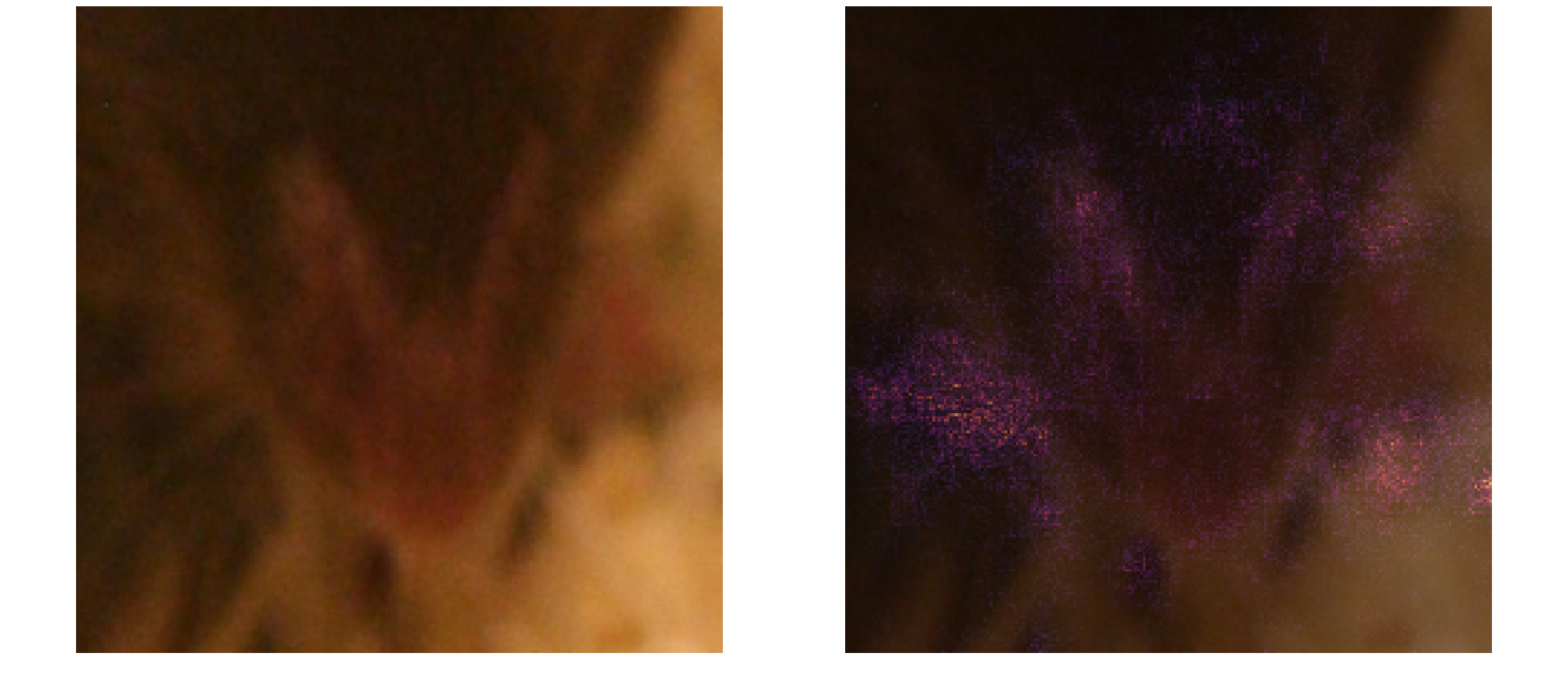 Muzzle crop false positive: saliency map