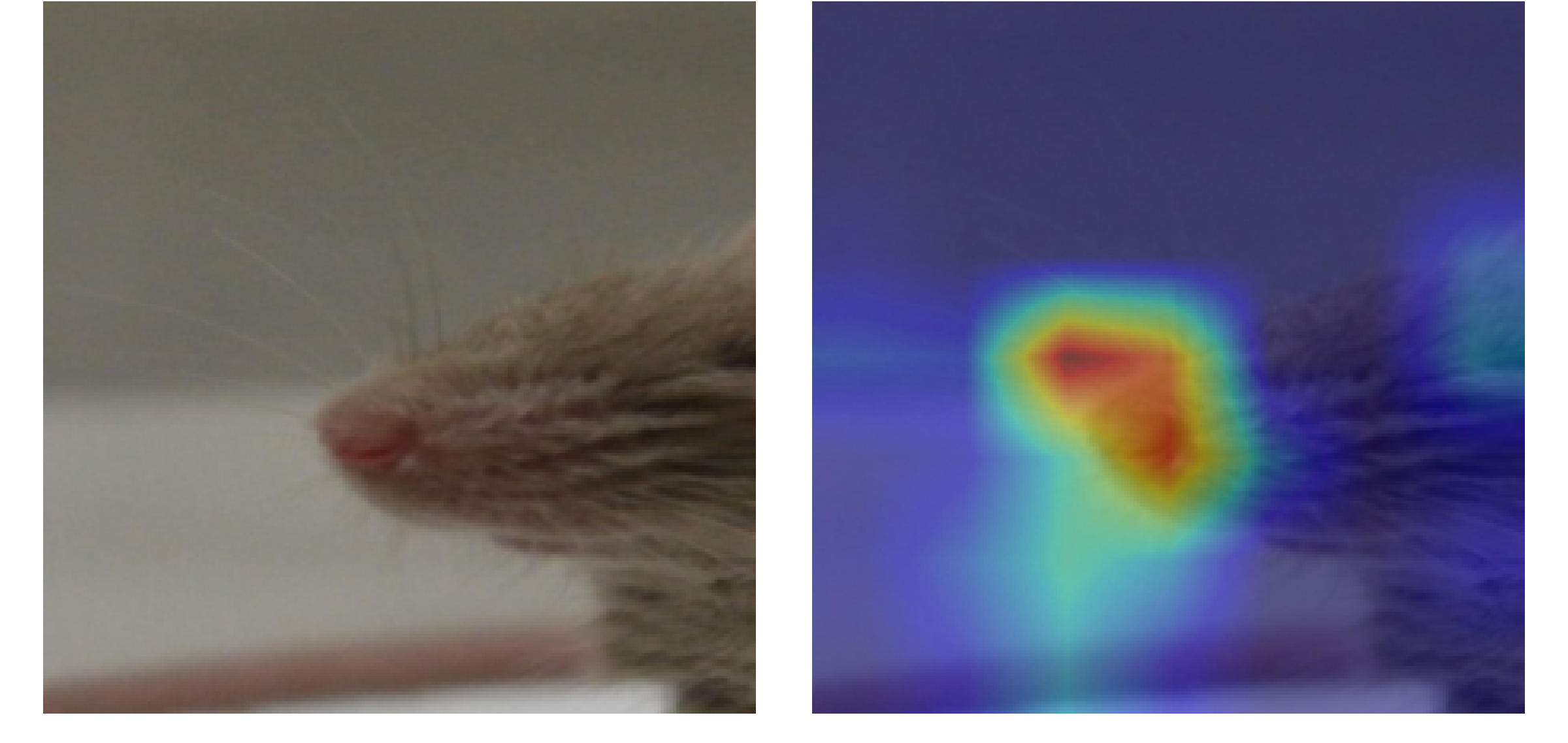 Muzzle crop true negative: Grad-CAM heatmap showing attention on the nose region