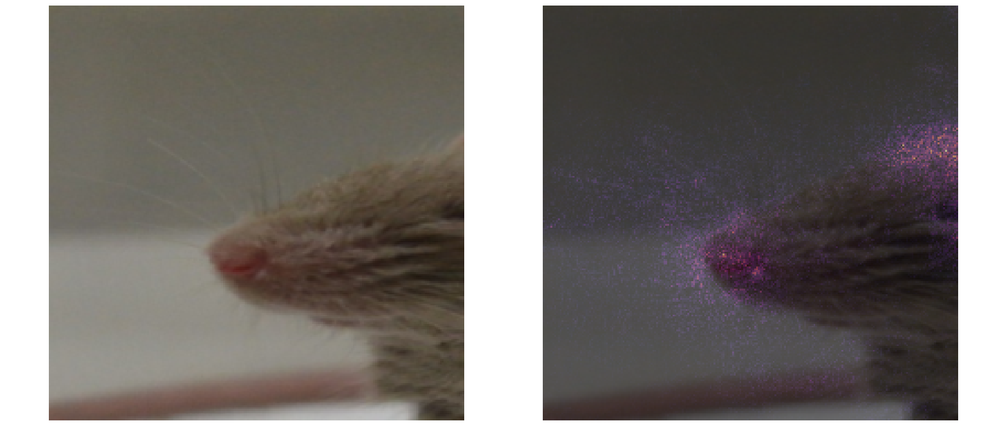 Muzzle crop true negative: saliency map