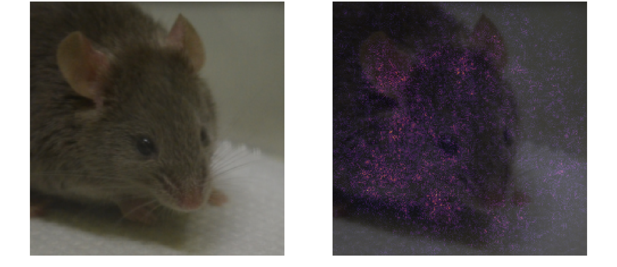 Full-face false negative: saliency map