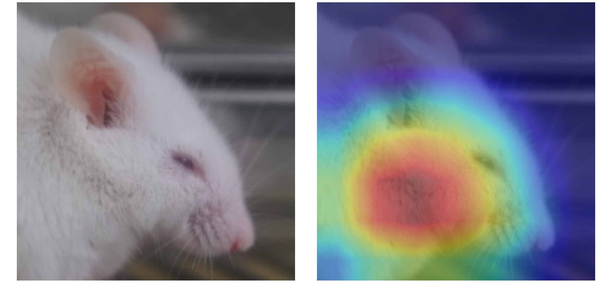 Full-face mouse image with Grad-CAM heatmap overlay showing attention on the muzzle and eye region