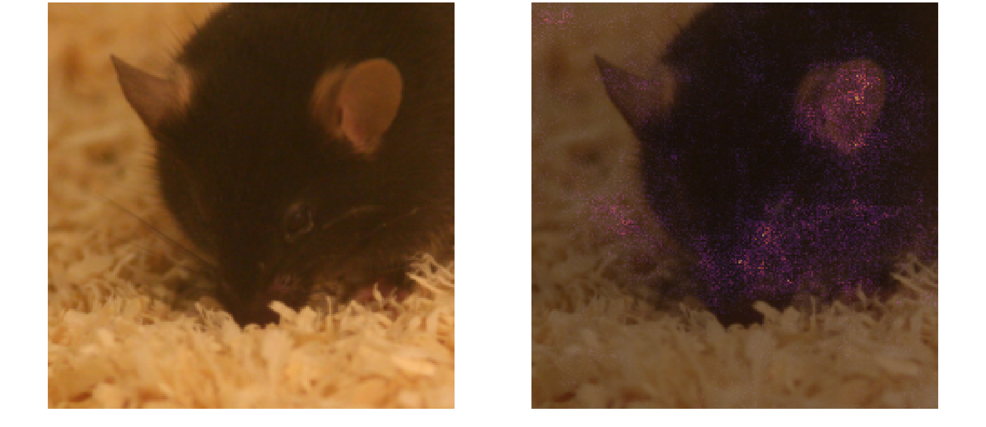 Full-face true positive: saliency map highlighting pixel-level gradients around the muzzle